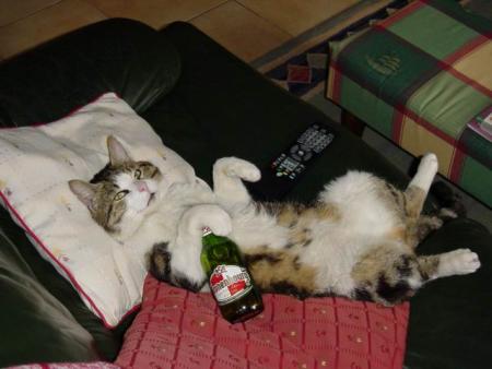 un chat ,une bierre