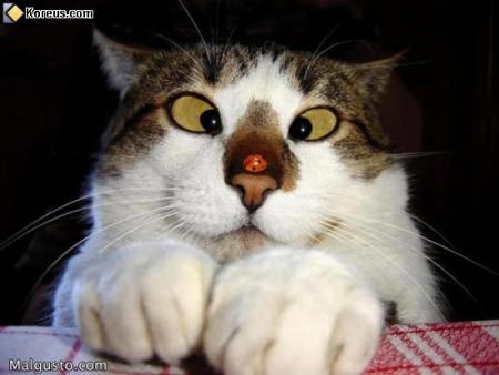 fait gaffe ta un truc rouge o bou du nez