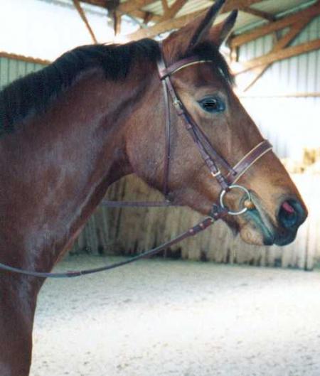 UN CHEVAL